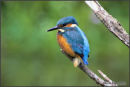 Kingfisher (male juvenile)